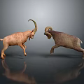 Light And Dark Brown Goats Confronting Jumping With Curved Horns On Gray Reflective Ground