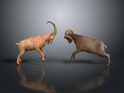 Light And Dark Brown Goats Confronting Jumping With Curved Horns On Gray Reflective Ground 3d model