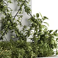 Greenery Wall With Lush Plants On Grid Against White Wall 3d model