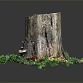 Rustic Tree Stump Surrounded by Lush Green Moss and Wild Mushrooms
