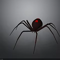 Dark Brown Spider With Red Markings On Abdomen And Long Legs