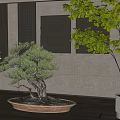 Bonsai Pine Plant In Oval Wooden Pot For Modern Interior Decoration