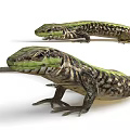Multiple Green Lizards With Colorful Scales On White Background Display Reptile Features