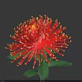 Vibrant Red Flower With Yellow Stamens And Slender Petals On Green Stem