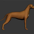 Brown Dog with White Chest Marking Standing on Dark Background in 3D Render