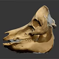 Medical Device Animal Skull Anatomical Model For Veterinary Teaching Training With Detailed Bone Structure