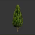 Isolated Green Evergreen Tree With Conical Canopy And Slender Trunk On White Background