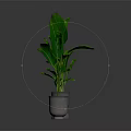 Two Large Leaf Tropical Plants in Metallic Pots on Dark Reflective Surface