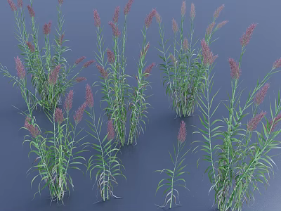 Ornamental Grasses With Green Leaves And Purple Spikelets In Clusters 3d model