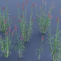 Ornamental Grasses With Green Leaves And Purple Spikelets In Clusters