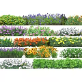 Colorful Ground Cover Plants With Various Flowering Species And Lush Green Foliage