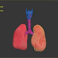 Human Lungs And Trachea 3D Anatomical Model With Detailed Structure 3d model