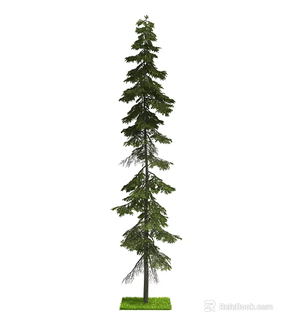 Tall Evergreen Arbor With Dense Green Needles Slender Trunk And Vertical Growth 3d model 