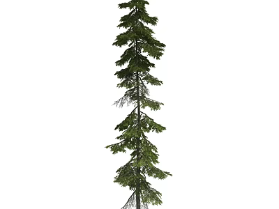 Tall Evergreen Arbor With Dense Green Needles Slender Trunk And Vertical Growth 3d model