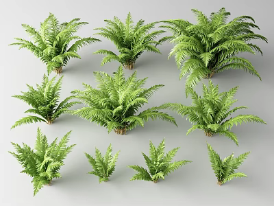 Different Sizes of Green Leafy Trees Arranged on White Background 3d model