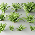 Different Sizes of Green Leafy Trees Arranged on White Background
