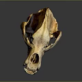 Modern Skull Animal Skull Fossil Skull Skeleton 3d model