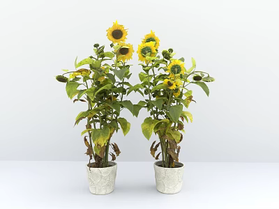 Decorative Sunflower Potted Plants With Yellow Flowers Green Leaves And White Patterned Pots 3d model