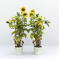 Decorative Sunflower Potted Plants With Yellow Flowers Green Leaves And White Patterned Pots