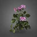 Decorative Vase with Purple Roses and Green Leaves Fresh Floral Arrangement