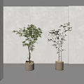 Modern White Interior Two Bonsai Trees In Light Colored Pots With Lush Foliage 3d model