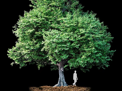 Garden Ornament Featuring Tall Tree With Lush Green Foliage And Silhouette Figure On Soil Ground 3d model