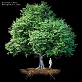 Garden Ornament Featuring Tall Tree With Lush Green Foliage And Silhouette Figure On Soil Ground