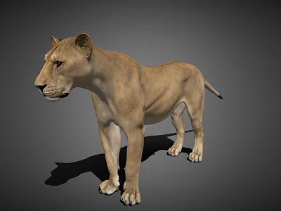 3D Lioness Model Standing Side View With Light Brown Fur And Detailed Shadow 3d model