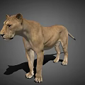 3D Lioness Model Standing Side View With Light Brown Fur And Detailed Shadow