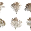 Various Arbor Trees With Different Foliage And Branch Structures Isolated On White Background 3d model