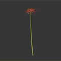 Red Spider Lily Plant With Long Yellow Stem Against Gray Background