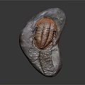 Ancient Trilobite Fossil With Detailed Exoskeleton Preserved On Rock Slab