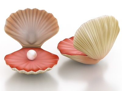 Sea shell clam shell pearl model