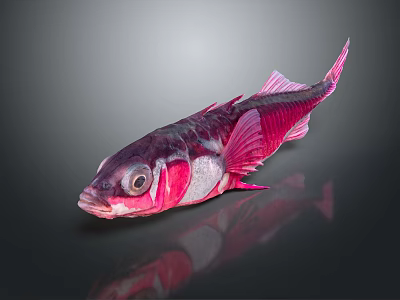 Vibrant Pink and Purple Fish with Distinct Scales on a Dark Background with Reflection 3d model