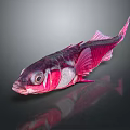 Vibrant Pink and Purple Fish with Distinct Scales on a Dark Background with Reflection