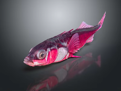 Fish Freshwater Fish Sea Fish Animal Game Animal Cartoon Animal Realistic Animal 3d model