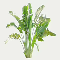 Vibrant Green Arbor with Large Leaves Upright Trunk and Lush Foliage