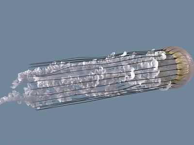 Graceful Transparent Jellyfish With Long Tentacles Swimming In Blue Water 3d model