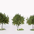 Three Arbor Trees with Orange Fruits Surrounded by Stones and Green Plants