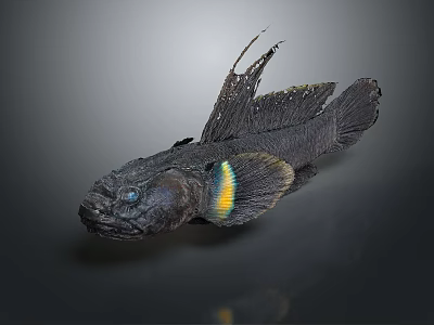Black Aquatic Fish With Blue Eyes Yellow Green Fins And Distinctive Fin Structure 3d model