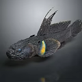 Black Aquatic Fish With Blue Eyes Yellow Green Fins And Distinctive Fin Structure