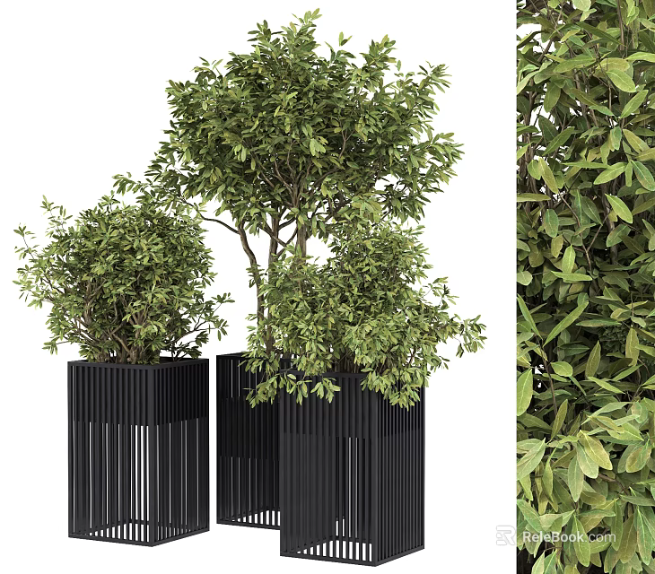 Modern Bonsai Plants In Black Planters With Lush Green Foliage And Decorative Design 3d model 