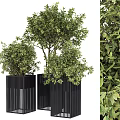 Modern Bonsai Plants In Black Planters With Lush Green Foliage And Decorative Design