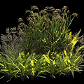 Diverse Garden Shrubs With Lush Green Foliage And Mixed Plant Varieties