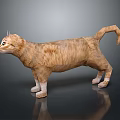 Orange Cat in Standing Posture on Gray Background with Reflection 3d model