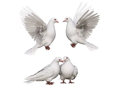 White Doves With Spread Wings And Standing Pairs Interacting On White Background 3d model