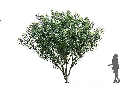Lush Green Arbor With Dense Foliage And Multiple Trunks Next To Human Silhouette 3d model