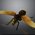 Giant Bee With Orange Wings Brown Body Yellow Stripes And Yellow Green Eyes