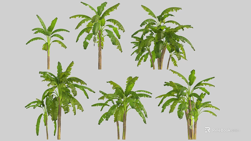 Various Tropical Trees In Different Forms With Lush Green Foliage For Garden Design 3d model 