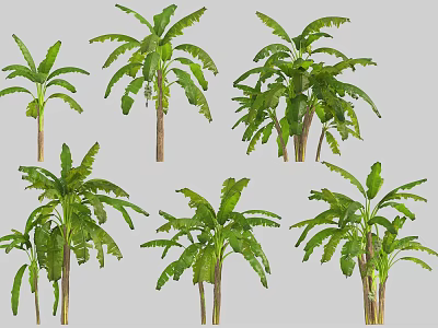 Various Tropical Trees In Different Forms With Lush Green Foliage For Garden Design 3d model